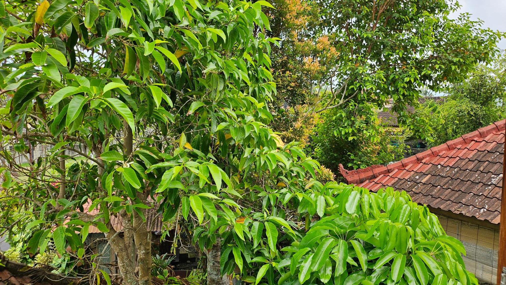Pondok Pisces Bungalows Balian Beach Selemadeg (Bali) Quarto foto